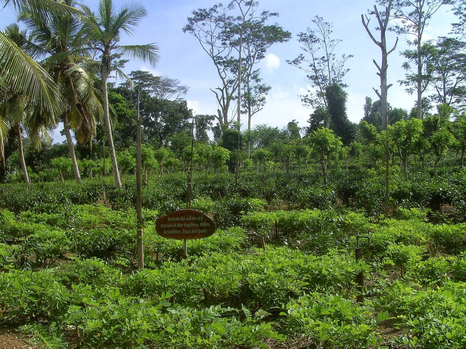 Rows of tea bushes under tall trees at the Handunugoda tea estate near Ahangama