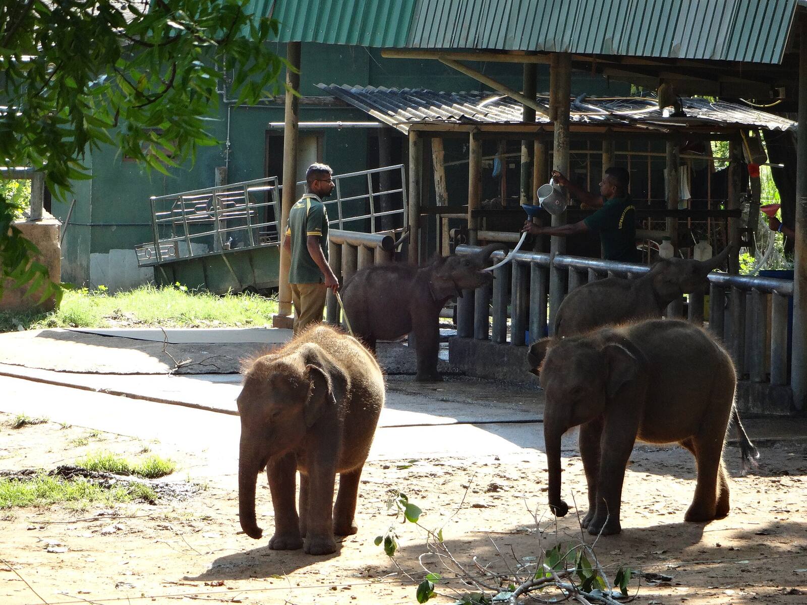 Young elephants at the Udawalawe Elephant Transit Home