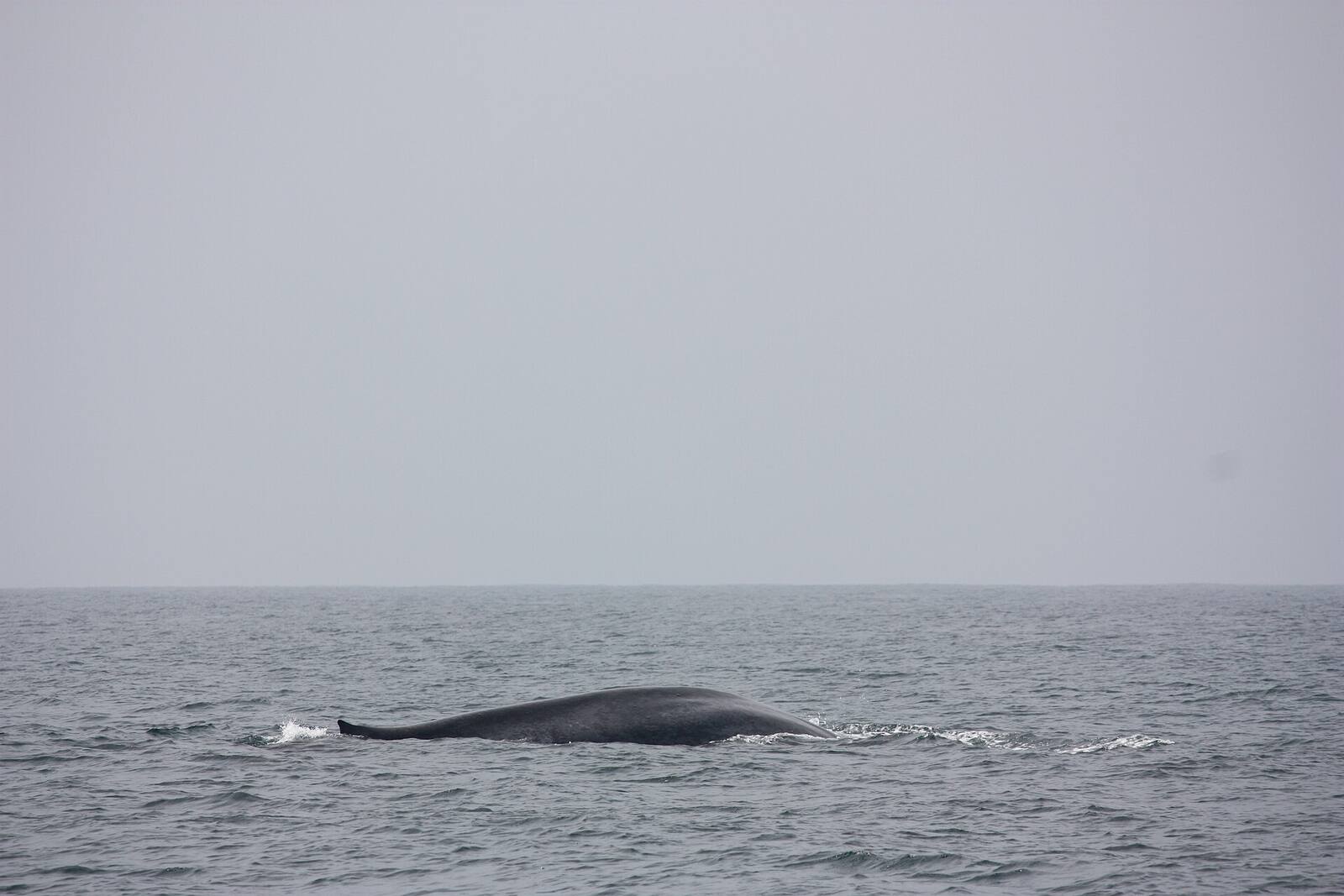 A blue whale surfacing off the south coast of Sri Lanka near Mirissa