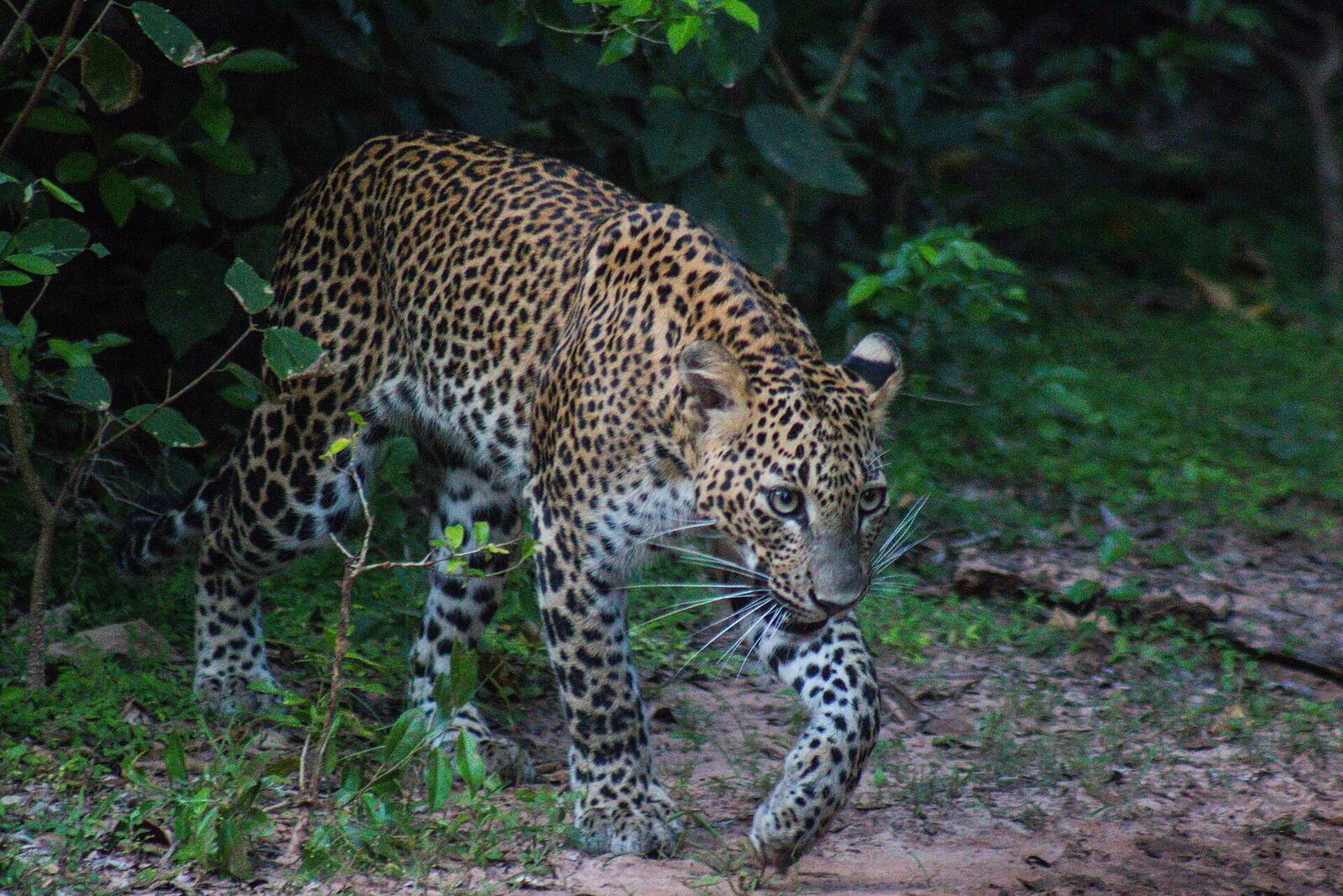 A Sri Lankan leopard walking through scrub in Yala National Park