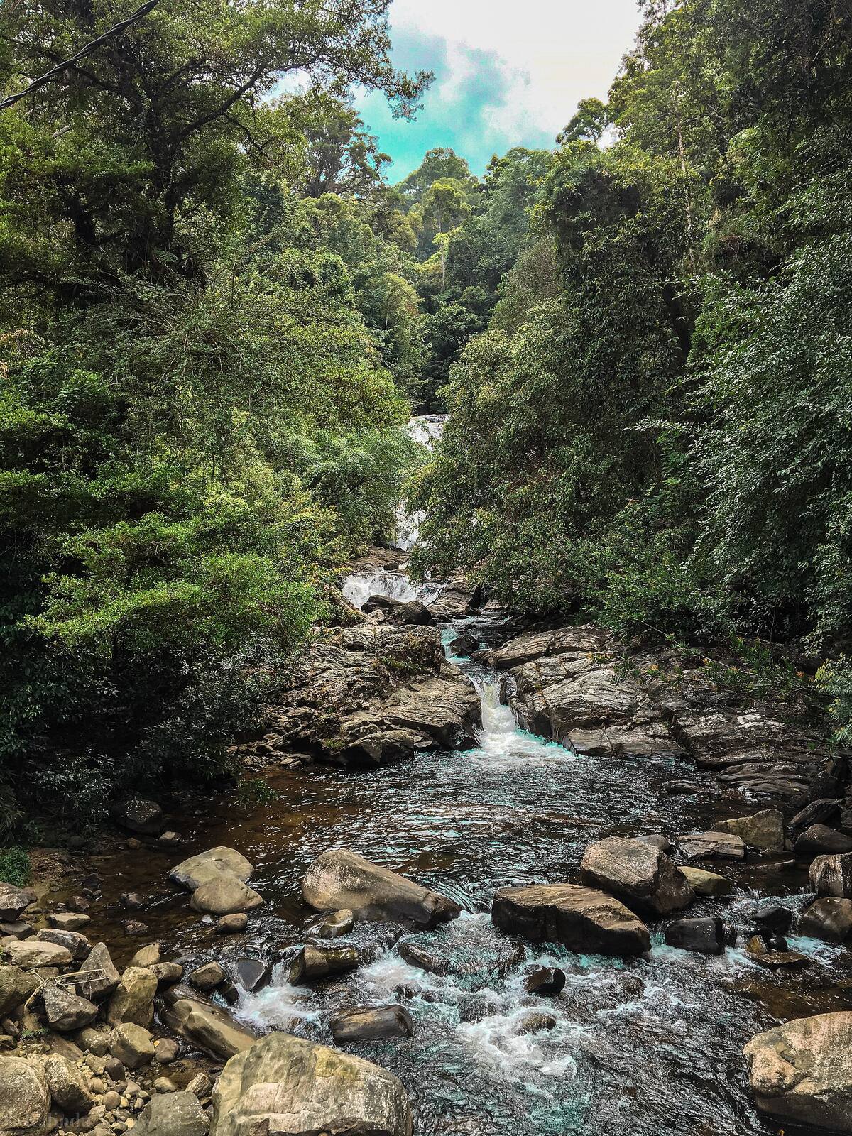 A rocky stream running through the Sinharaja rainforest