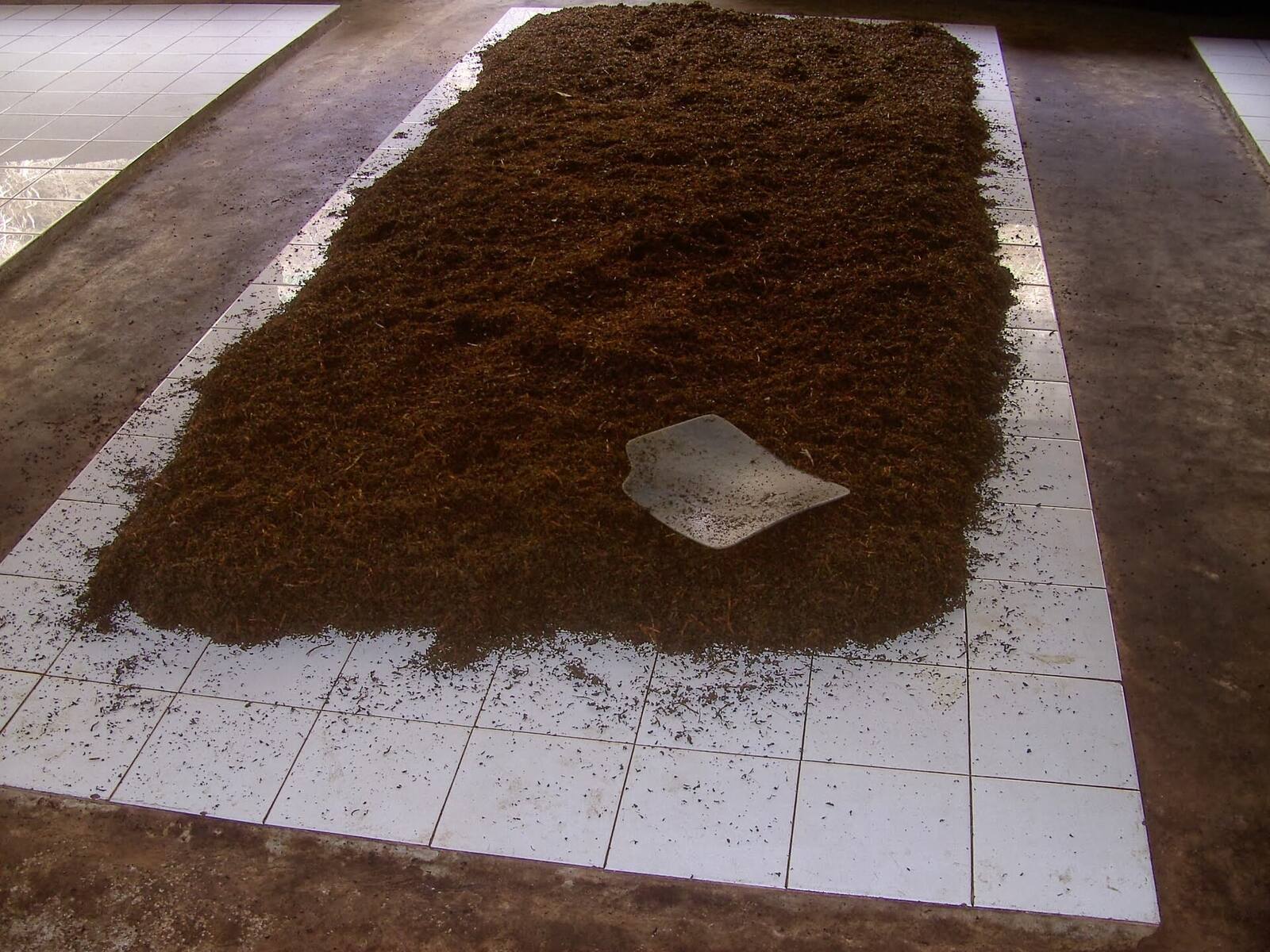 Tea leaves spread out to wither inside the Handunugoda tea factory